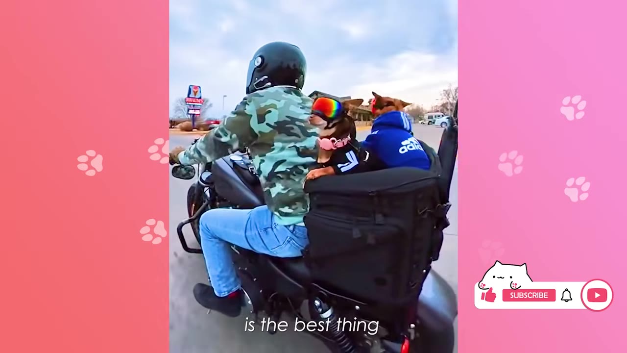 A man wearing a helmet and camouflage jacket rides a motorcycle with two small dogs sitting in a carrier bag behind him, both dogs wearing outfits and one wearing colorful goggles.