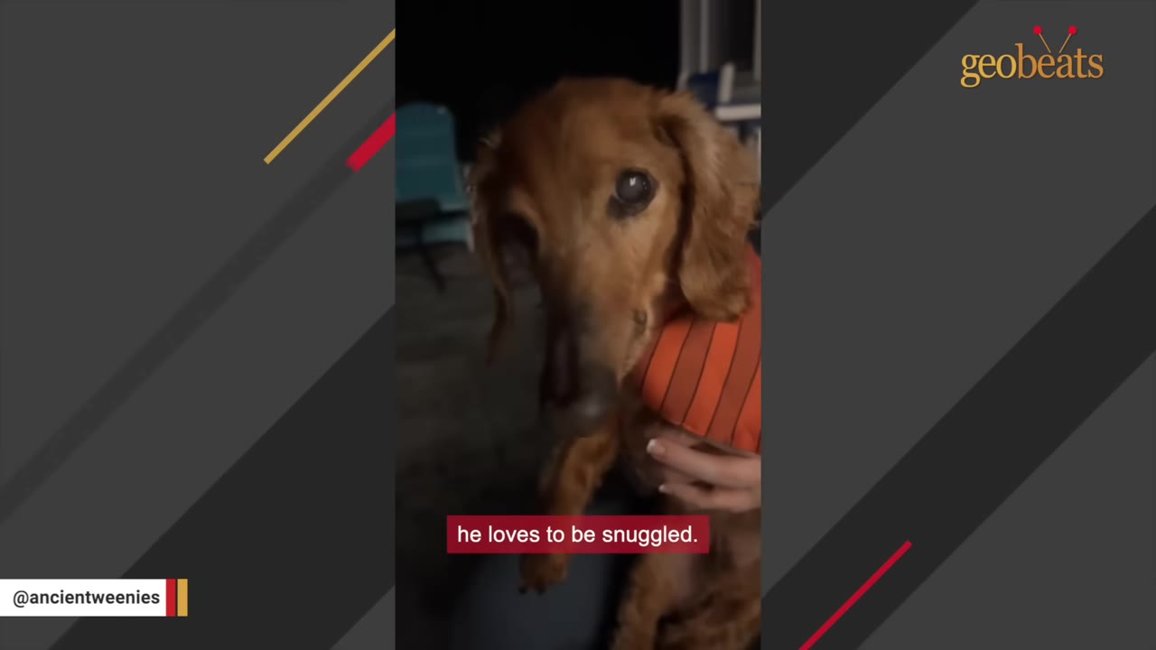 A close-up shot of a senior long-haired dachshund being held and snuggled by its owner.