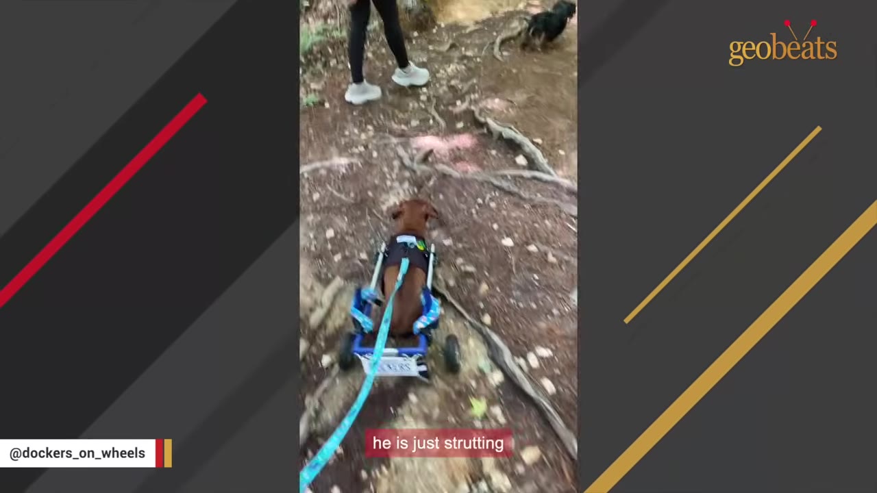 A brown dachshund in a blue wheelchair walks along a dirt path with tree roots, led by a blue leash.
