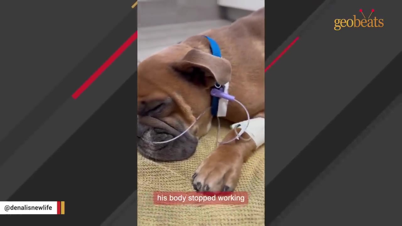 A brown dog lying down with medical tubes attached to its nose and front leg, appearing weak and unwell.
