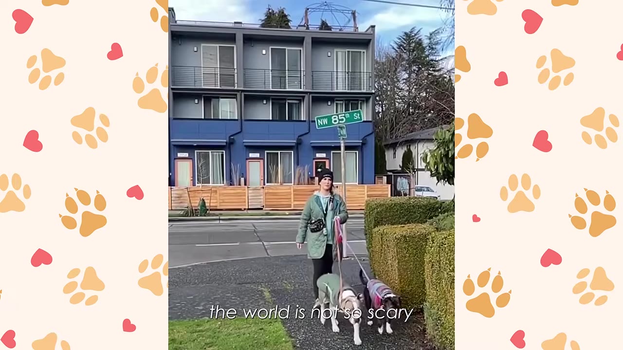 A woman in a green jacket walks two dogs on leashes along a sidewalk in front of a blue apartment building.