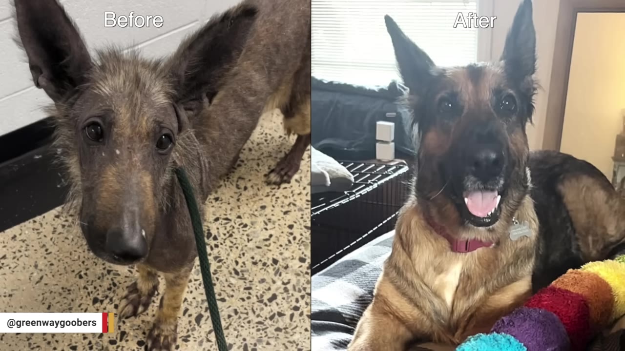 A side-by-side comparison of a dog named Fruit Bat, showing her 'Before' state with severe hair loss and a thin frame on the left, and her healthy, happy 'After' state with a full, fluffy coat of fur on the right.