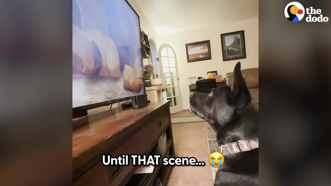 A black dog watches a television screen showing a sad scene from The Lion King, with text overlay reading 'Until THAT scene...' and a crying emoji.