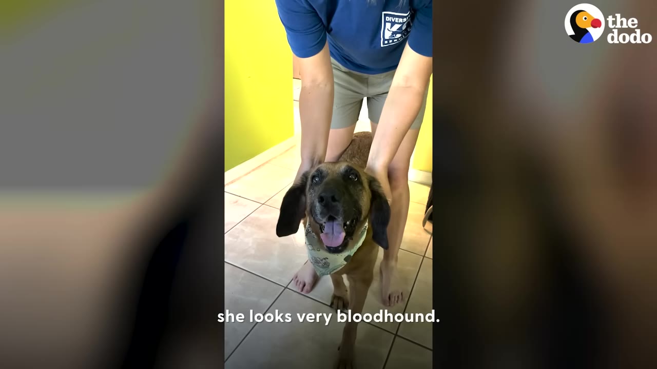 A brown dog with long floppy ears and a green bandana looks up happily while a person stands behind her.