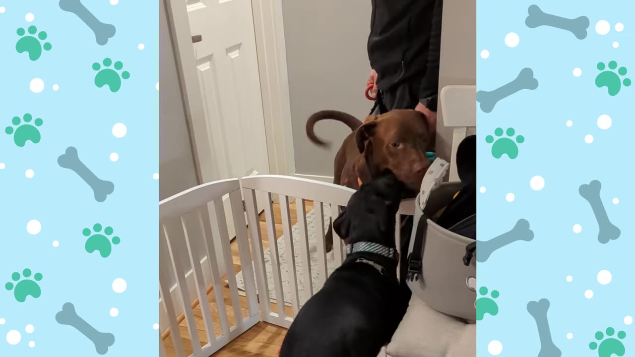 A brown dog on a leash stands behind a white pet gate, leaning over to greet a black dog on the other side.