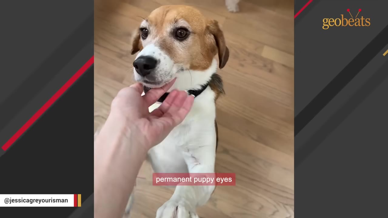 A close-up of a brown and white dog looking up with wide eyes as a person's hand gently pets its chin.