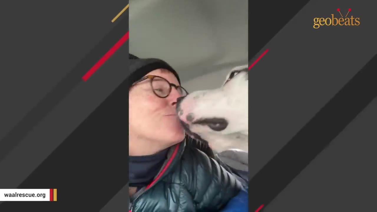 A woman wearing glasses and a black beanie smiles as a white dog licks her face inside a car.