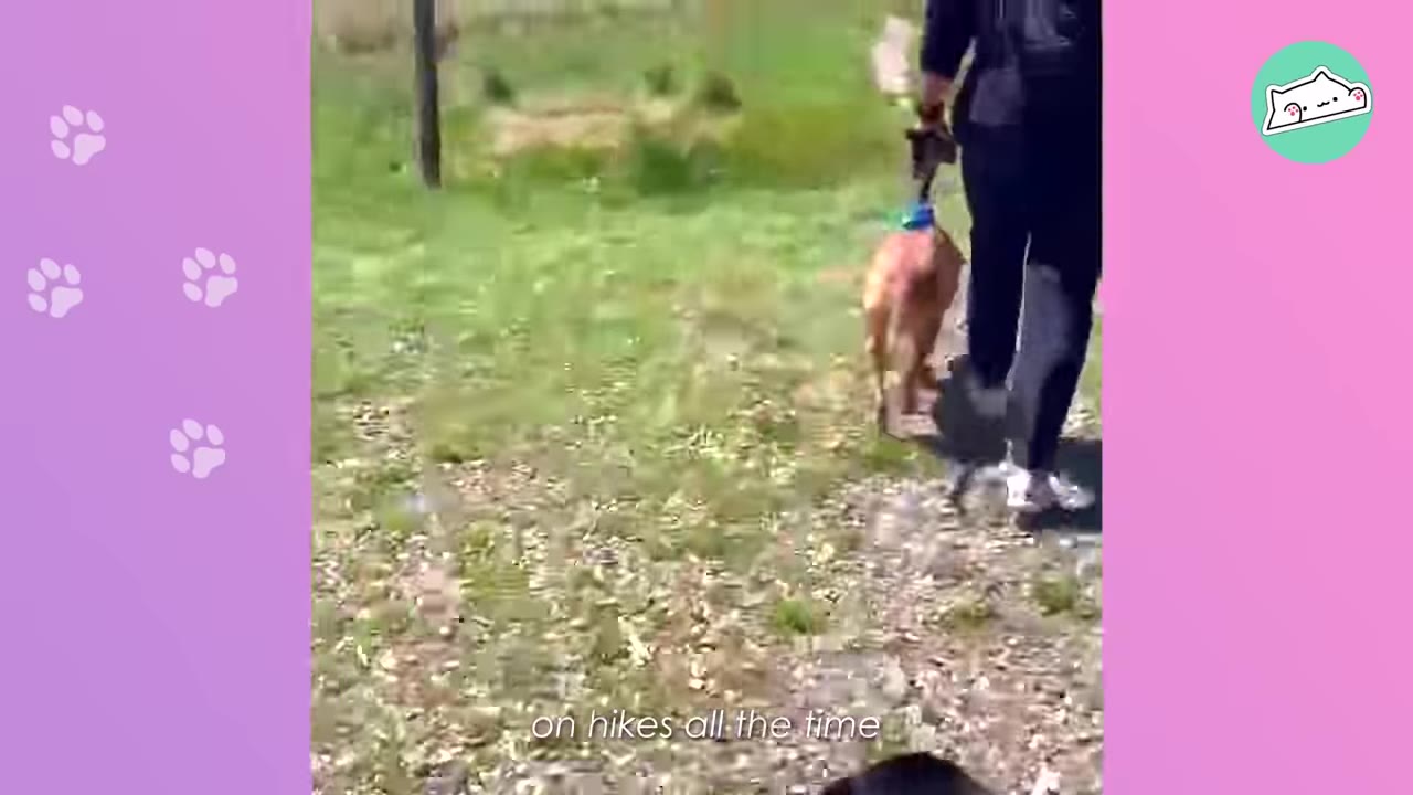 A person walking a brown dog on a leash along a grassy path outdoors.