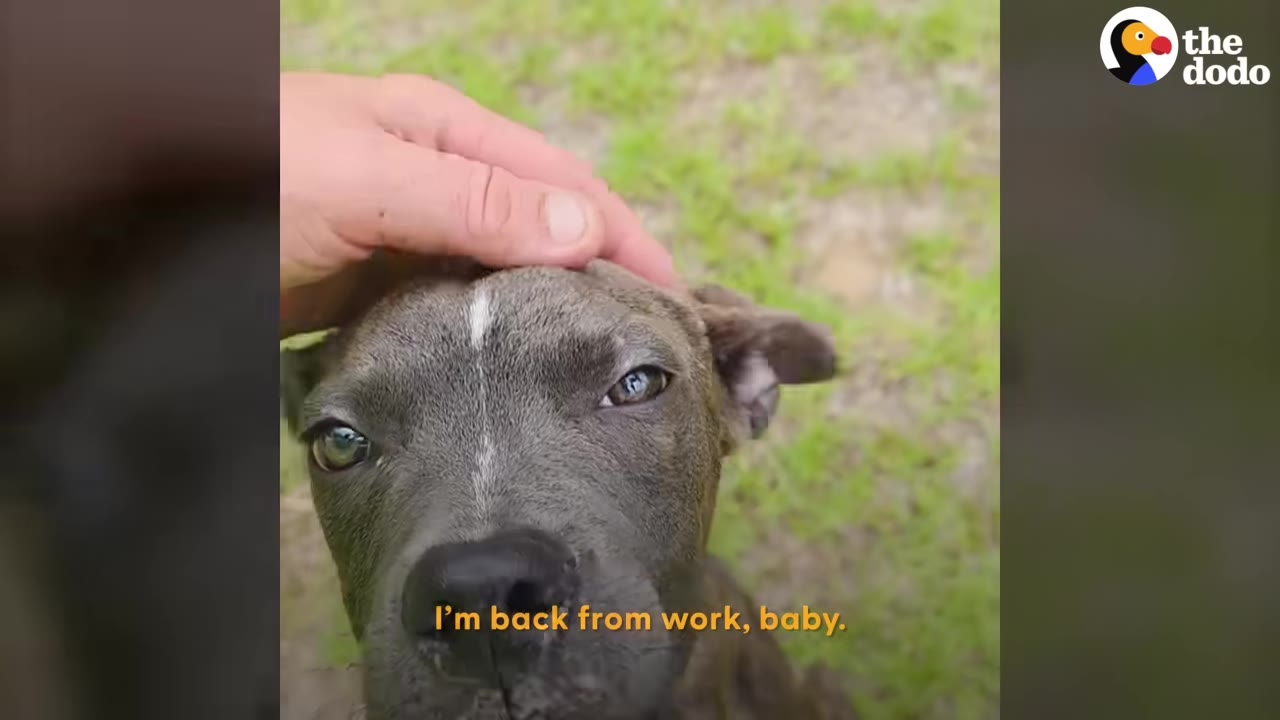 A close-up shot of a grey puppy with a white stripe on its forehead being gently petted on the head by a person's hand outdoors.