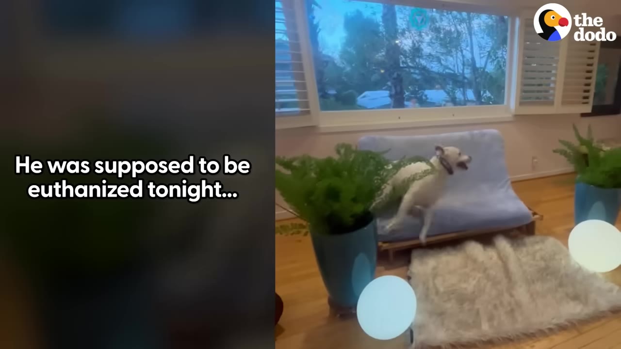 A white dog mid-jump, leaping off a blue couch in a living room next to a potted fern.