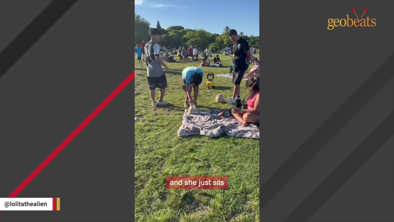A small chihuahua sits on a blanket in a grassy park surrounded by people who are looking down at her.