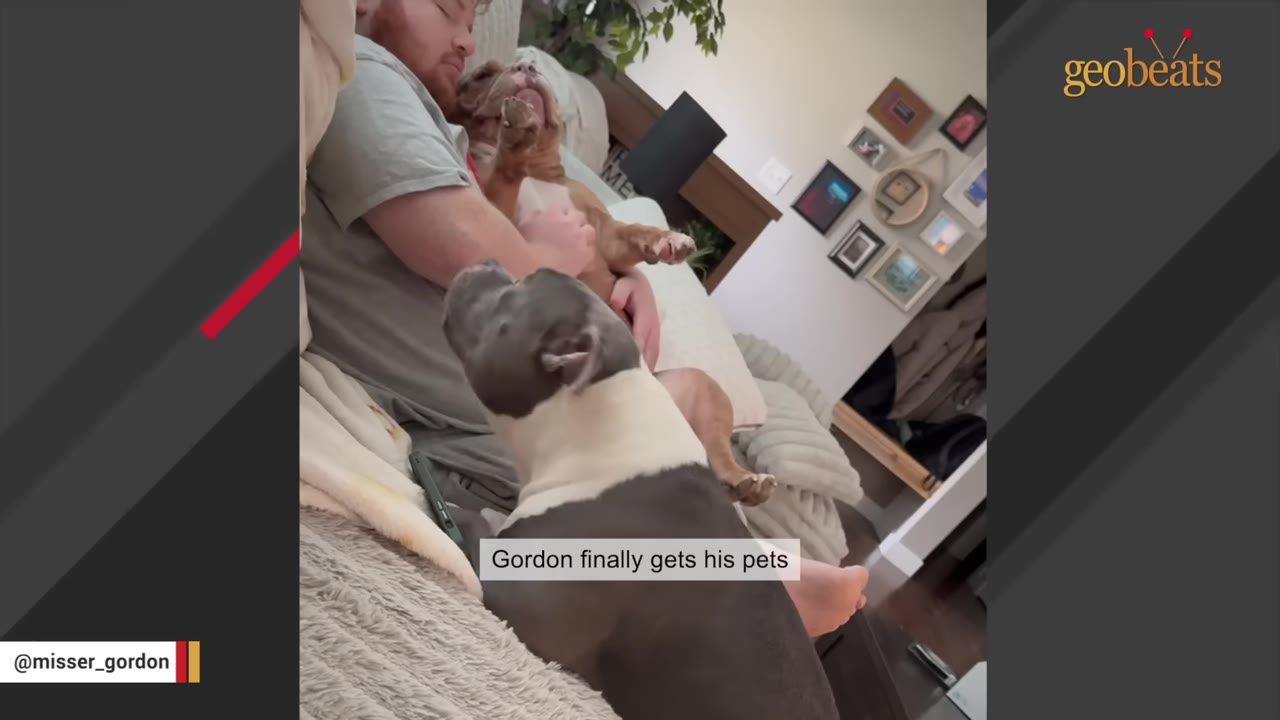 A brown and white dog lies on a man's lap on a couch receiving pets, while a grey and white dog watches from the foreground.