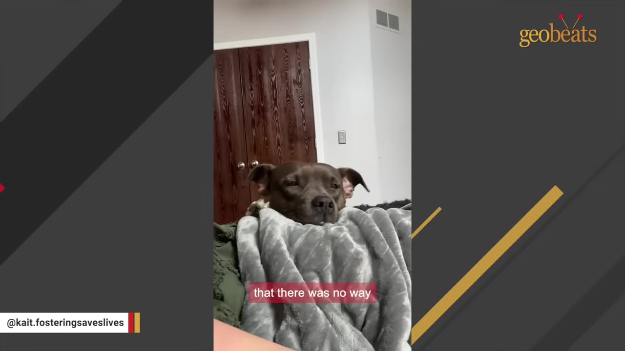 A brown dog wrapped in a cozy grey blanket looks directly at the camera.