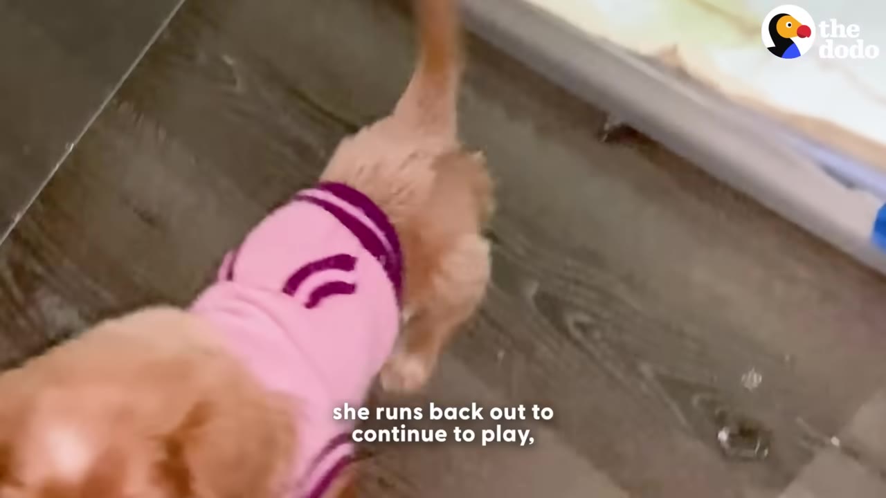 A small golden puppy wearing a pink sweater runs away on a dark wooden floor.