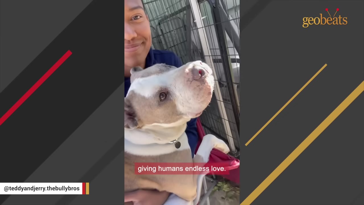 A tan and white dog looking up lovingly while being held by a smiling woman.