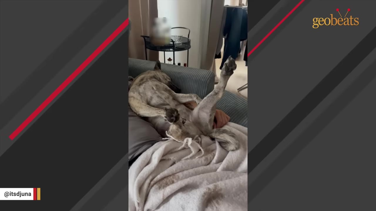 A brindle dog lying on its back on a couch with its legs sticking straight up in the air.