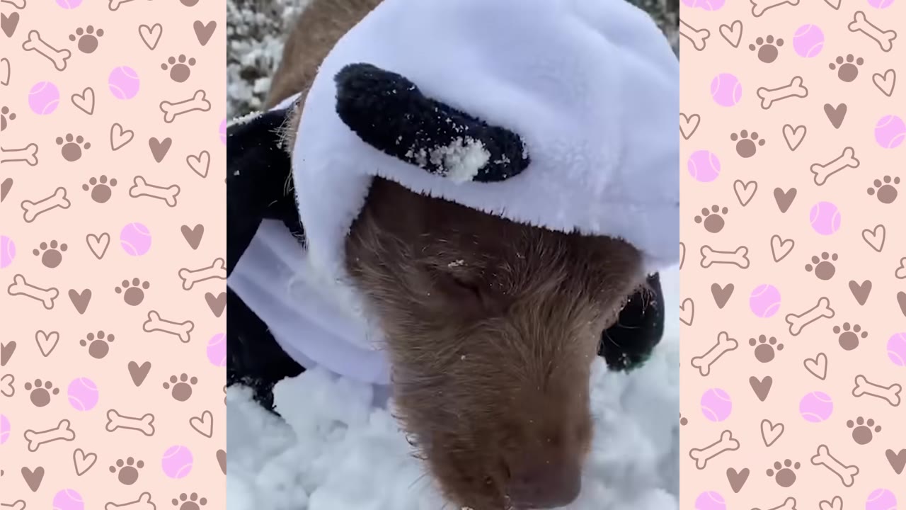 A brown dog wearing a white panda-eared hat looks down into the snow.