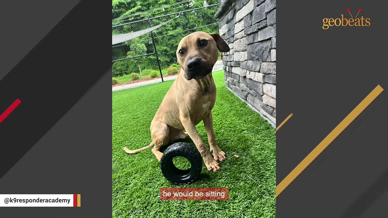 A light brown dog sits on green grass next to a stone wall, looking at the camera with a black toy tire resting between his front paws.