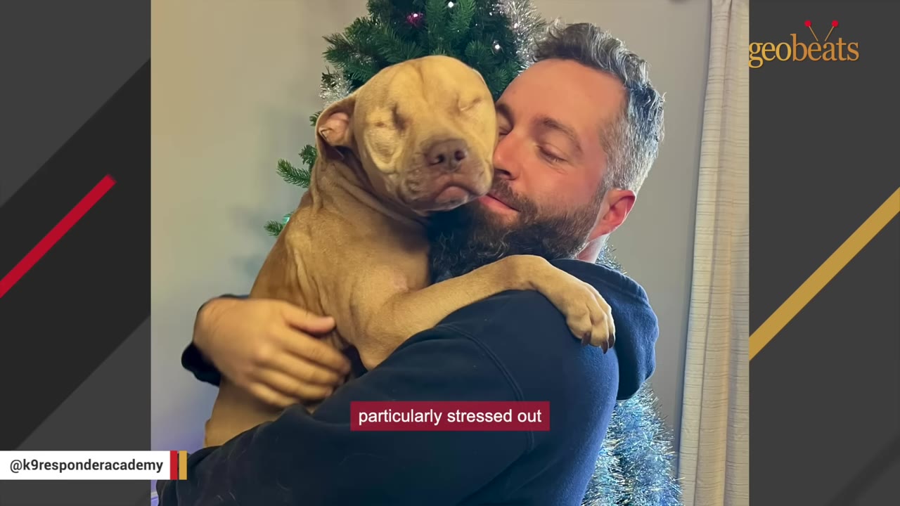 A man with a beard hugging a tan, blind dog close to his face in front of a Christmas tree.