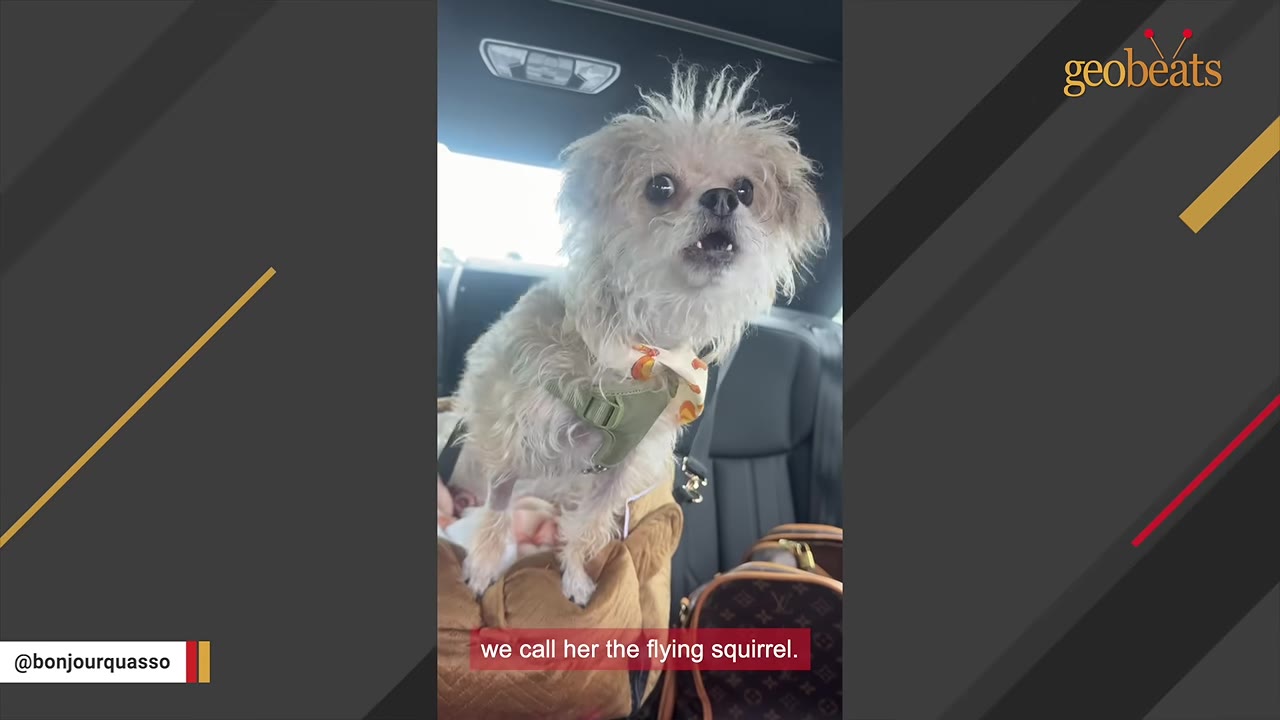 A small, scruffy white dog with wild, spiky hair wearing a green harness sits in a car seat, looking towards the camera with an open mouth.