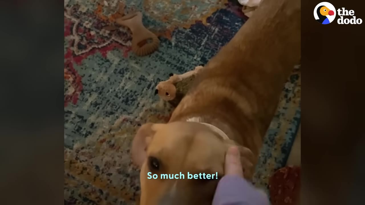 A light brown dog looks up with its ears perked as a hand gently pets its head on a colorful patterned rug.
