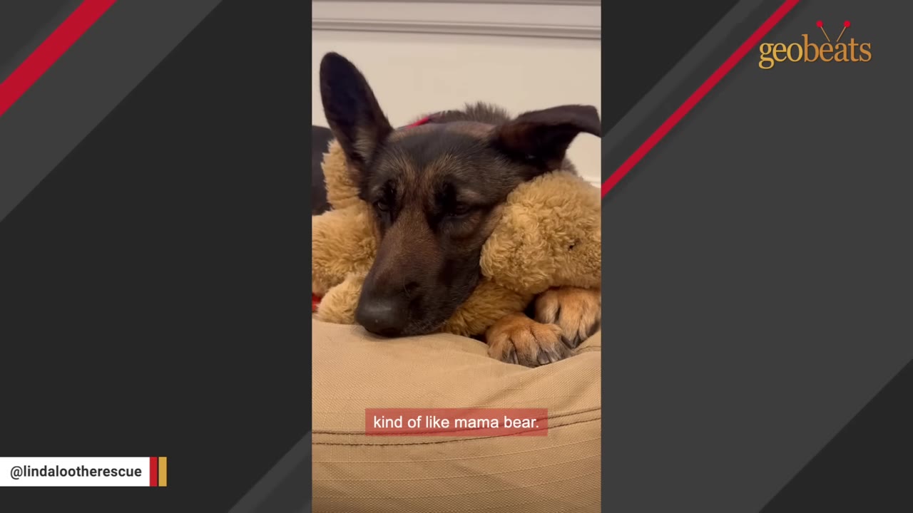 A German Shepherd dog resting its head calmly on a plush teddy bear toy in its bed.