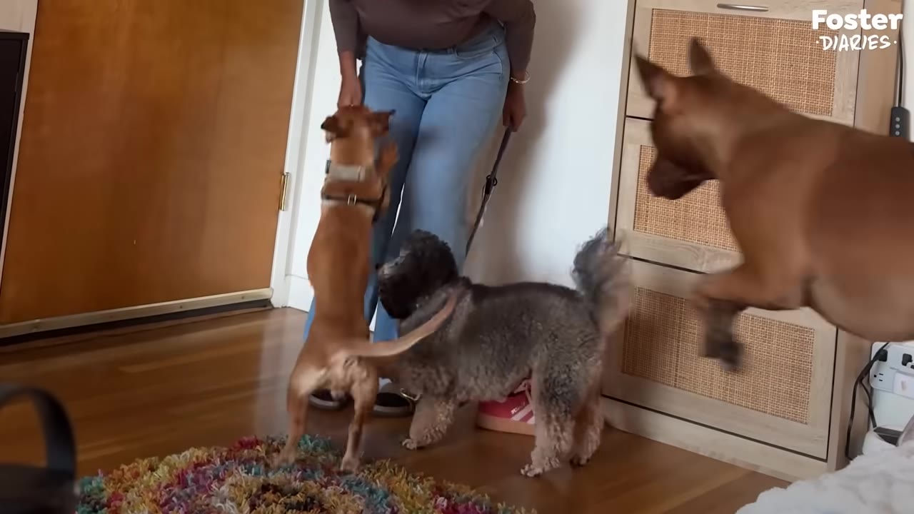A small brown dog stands on its hind legs to greet a woman standing near a doorway, while a fluffy grey dog and another brown dog look on.