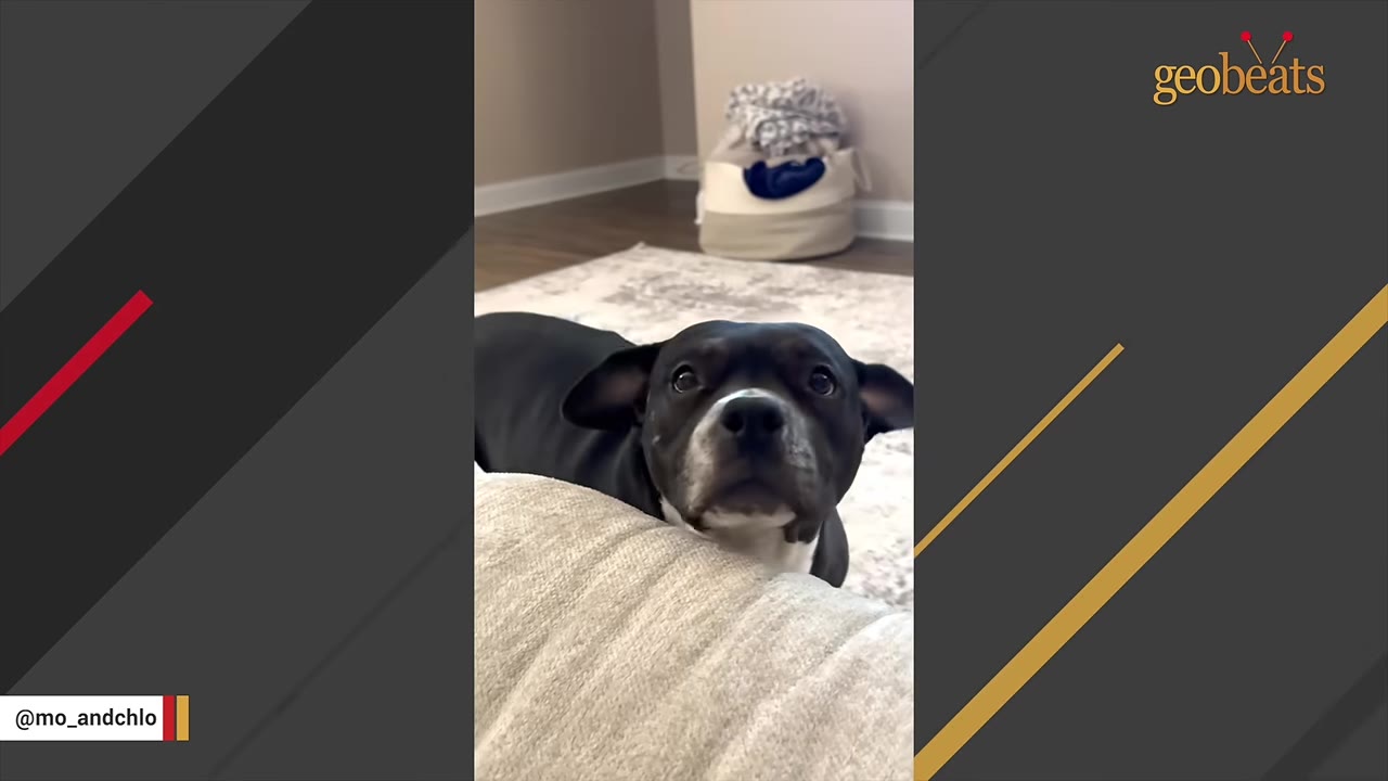 A black and white dog with floppy ears looking up gently from behind a couch cushion.