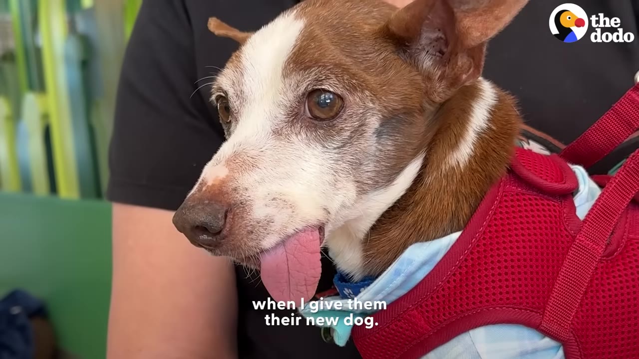 A close-up shot of Cosmo, a small brown and white dog with his tongue sticking out, wearing a red harness and a light blue shirt.