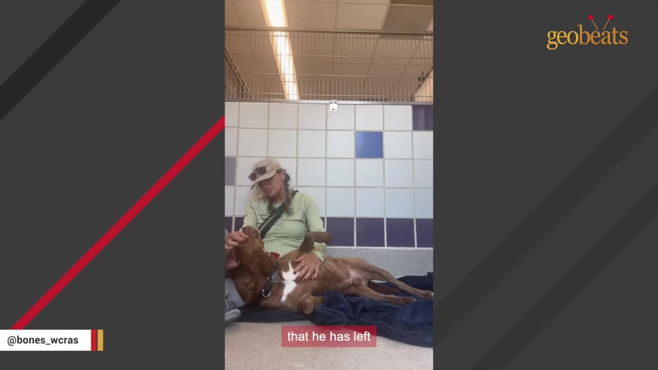 A woman in a cap and green shirt sits on the floor of a tiled animal shelter kennel, comforting a brown dog lying on a blanket next to her.