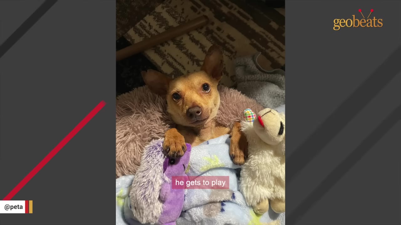 A small brown dog tucked into a fluffy bed under a blanket, surrounded by plush toys.