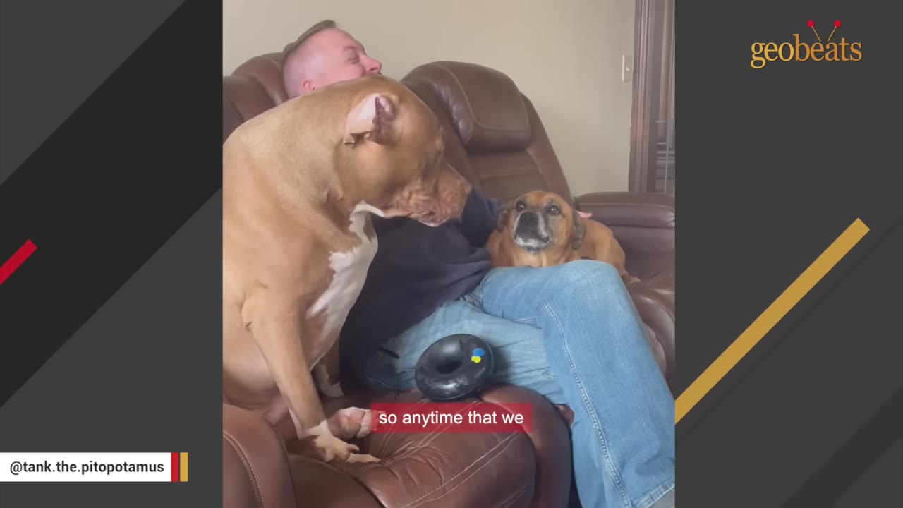 A large tan and white pit bull sits on a leather recliner next to a man, staring intently at a smaller brown dog sitting on the man's lap.