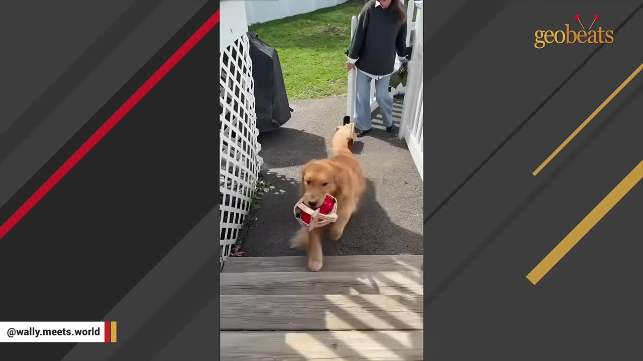 A golden retriever happily carries a small basket with red items in its mouth up wooden steps, followed by a woman walking behind it.