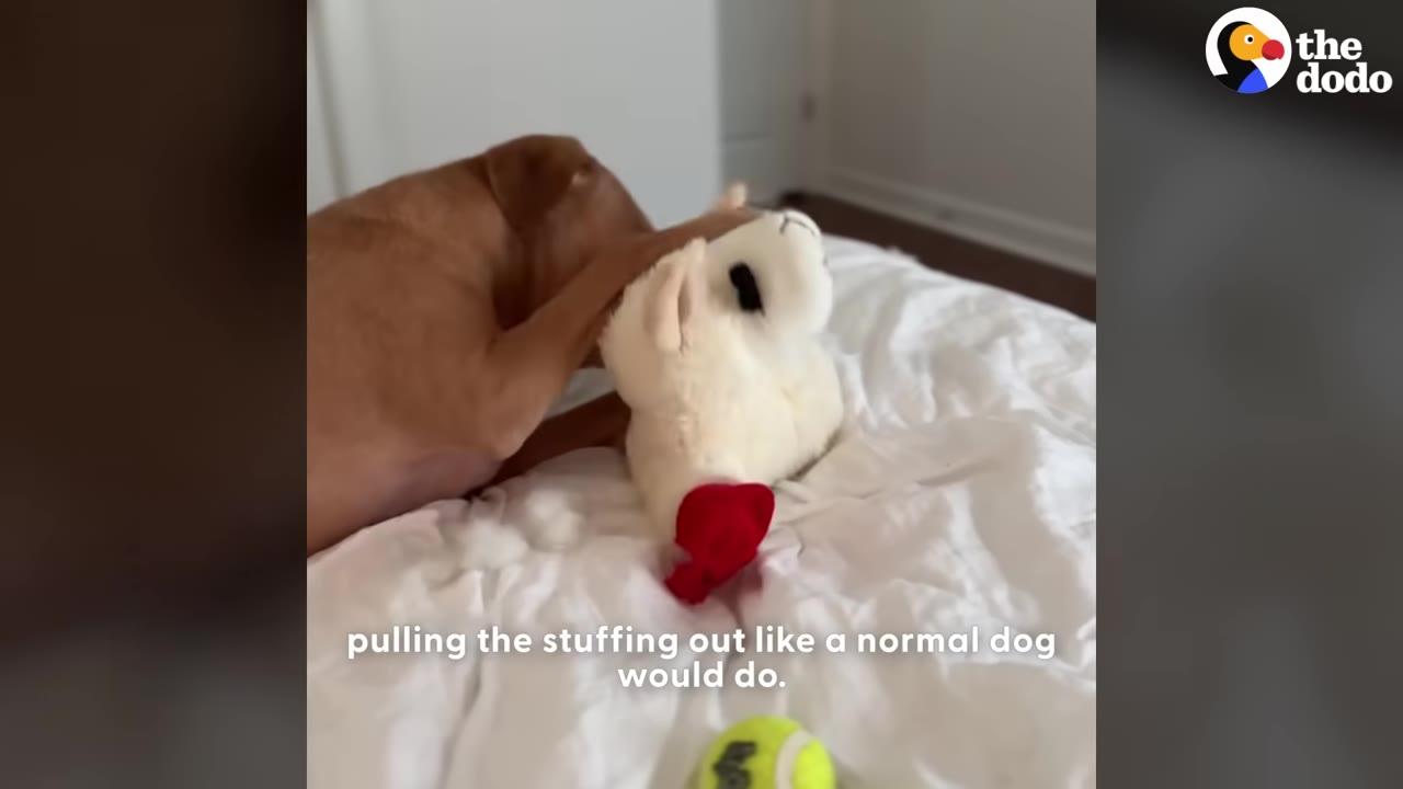 A brown dog lies on a white bed, chewing on a white stuffed llama toy.