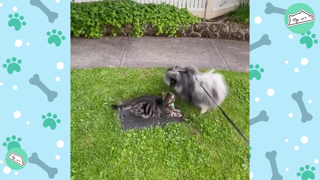 A fluffy grey dog on a leash approaches a tabby cat resting on a patch of green grass.