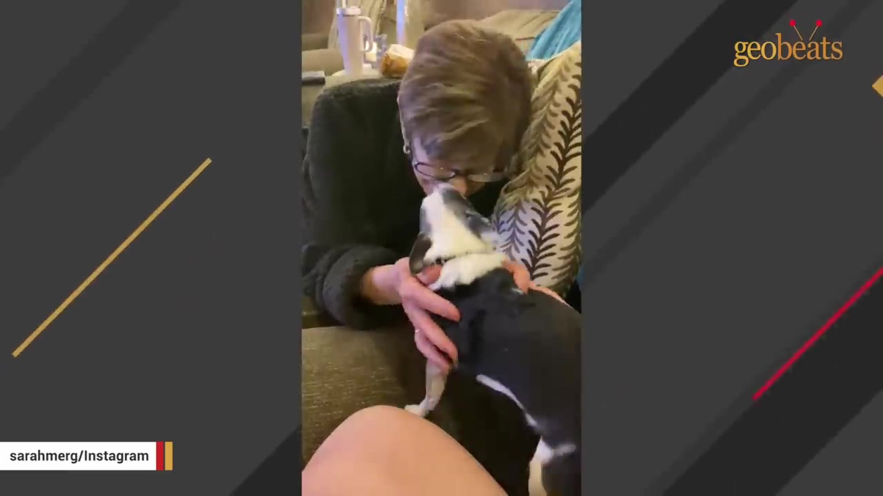 A small black and white dog stands on its hind legs to lick the face of an older woman wearing glasses on a couch.