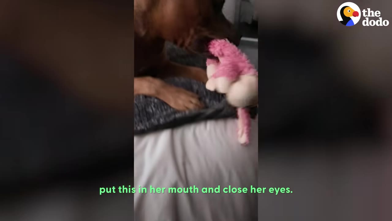 A brown dog lying on a bed holds a pink plush toy in her mouth.
