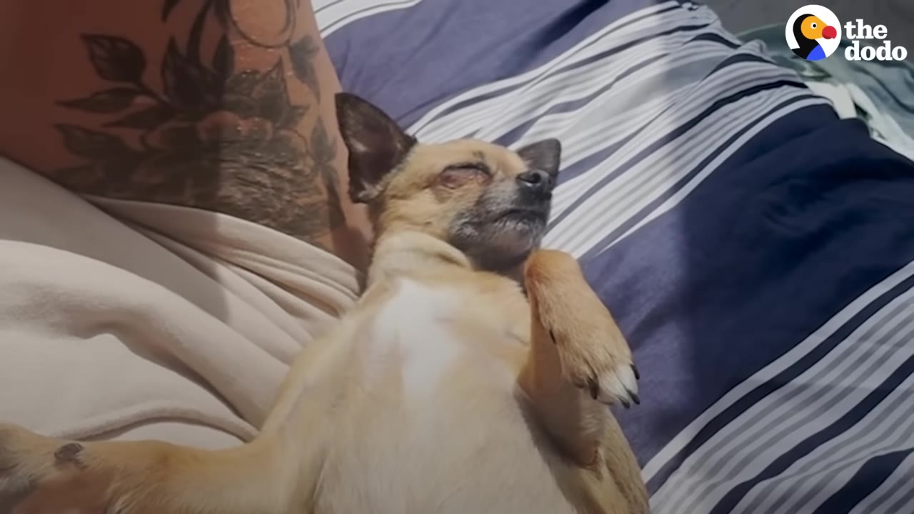 A small tan and white dog lies on its back, resting its head near a person's tattooed arm on a striped blue and white bed.