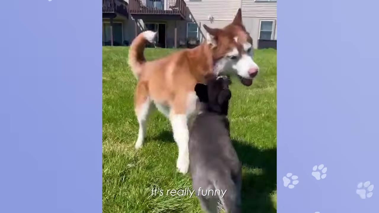 A fluffy brown and white Siberian Husky stands on a green lawn, looking down playfully at a smaller grey puppy standing in front of it.
