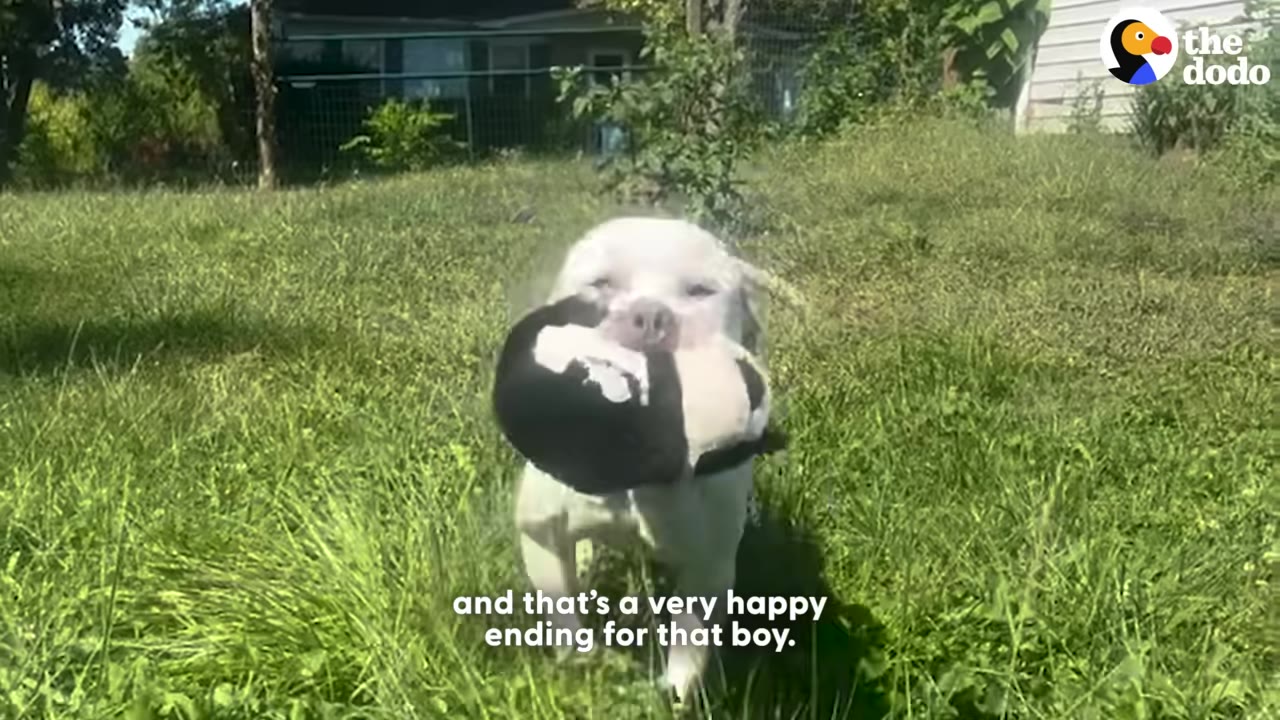 A happy white dog runs through a grassy yard carrying a black and white plush toy in its mouth.