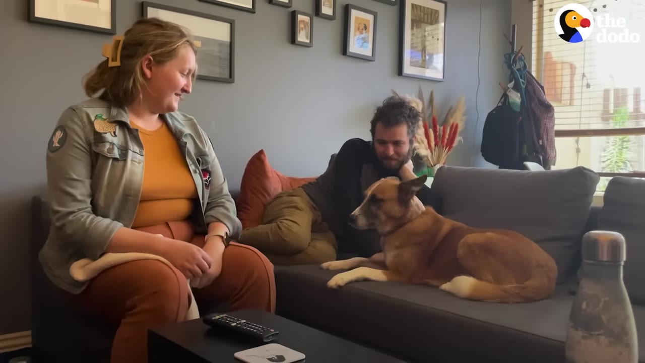 A brown and white dog lies comfortably on a grey sofa in a living room, looking towards a man and a woman who are sitting nearby and smiling at the dog.