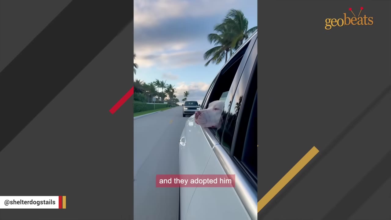A white dog happily sticks its head out of a car window as it rides down a palm tree-lined road, with a caption reading 'and they adopted him'.