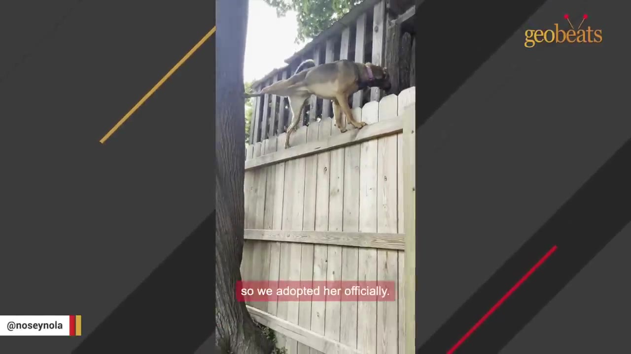 A medium-sized brown dog with a purple collar balances on top of a wooden fence next to a tree trunk.