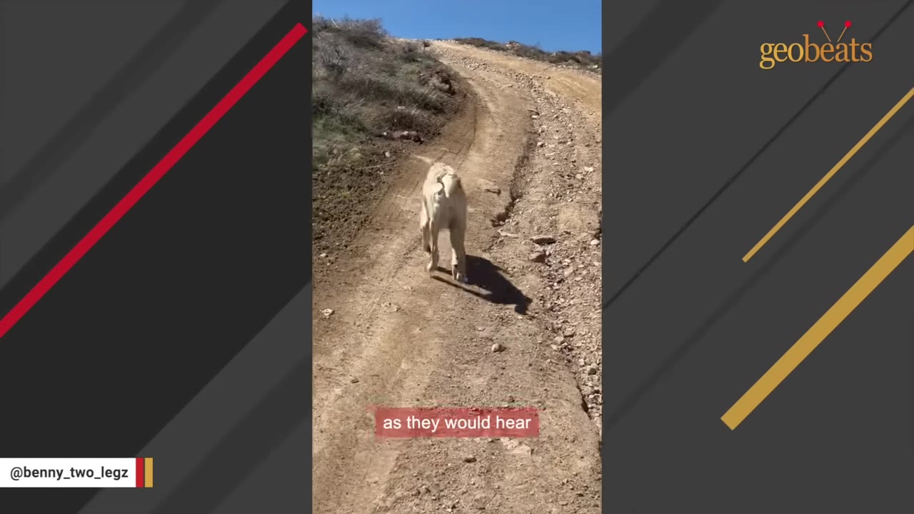 A light-colored dog walks up a steep, dirt path on a sunny day, viewed from behind.