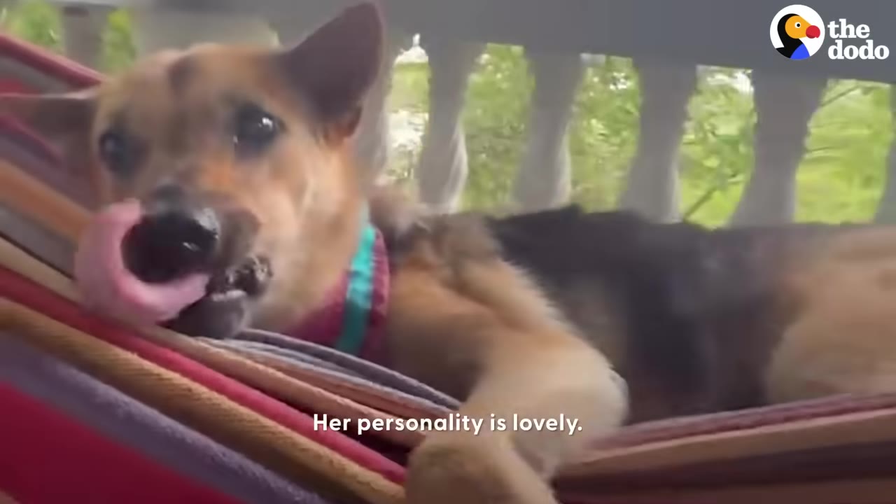 A brown and black dog with a pink and teal collar relaxes in a colorful hammock, licking its nose.