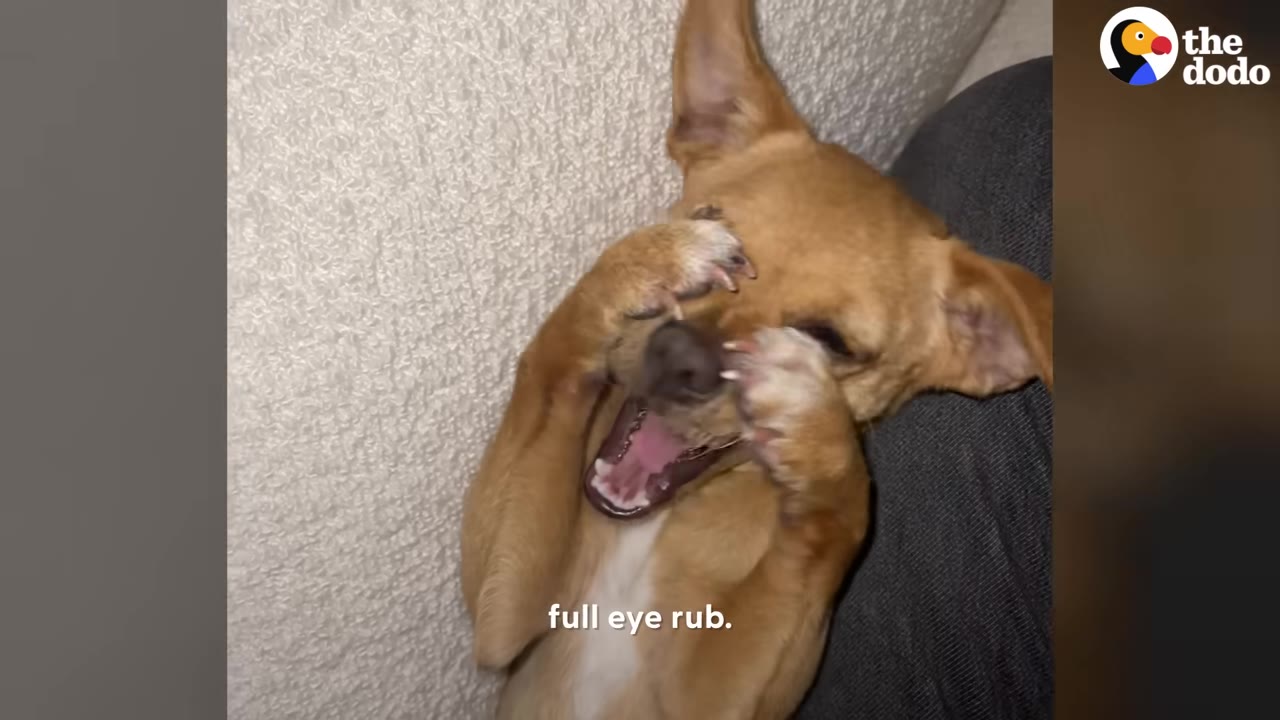 A small brown dog lies on its back, yawning with its mouth wide open while rubbing its eyes with its paws.