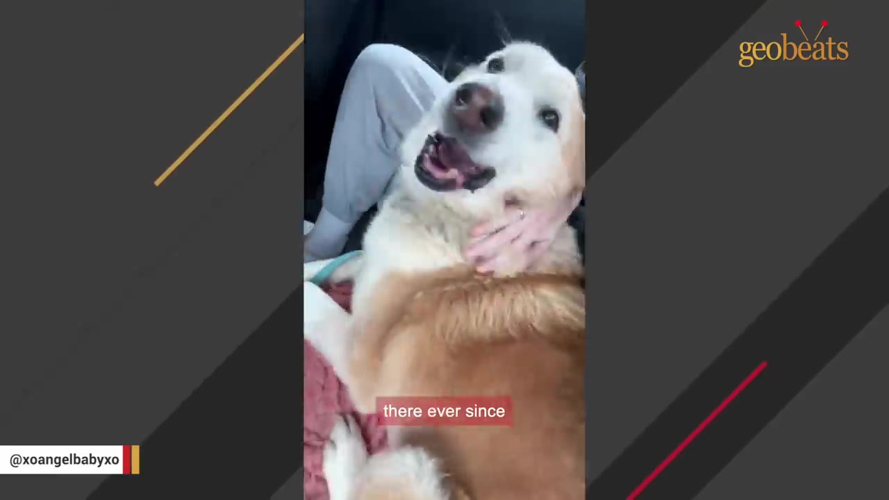A happy, light brown and white dog lying down in a car while being gently petted on the neck by a person.