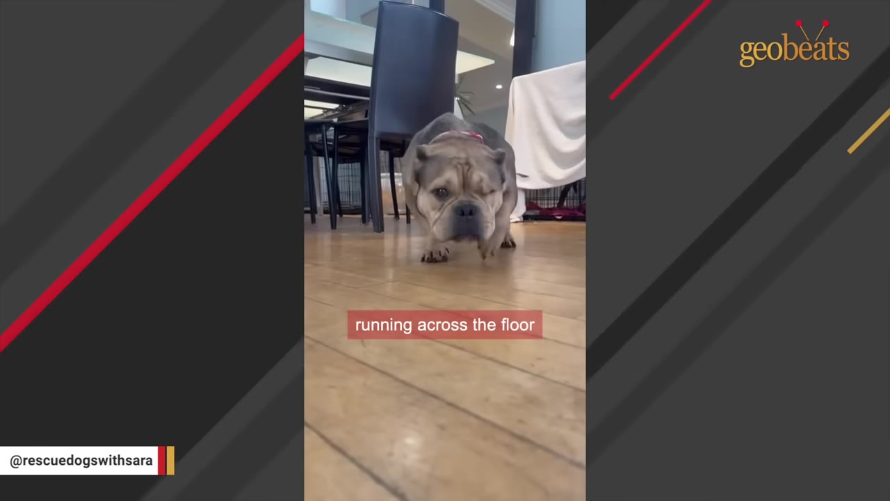 A small, stocky brown and grey dog walking across a wooden floor in a home.