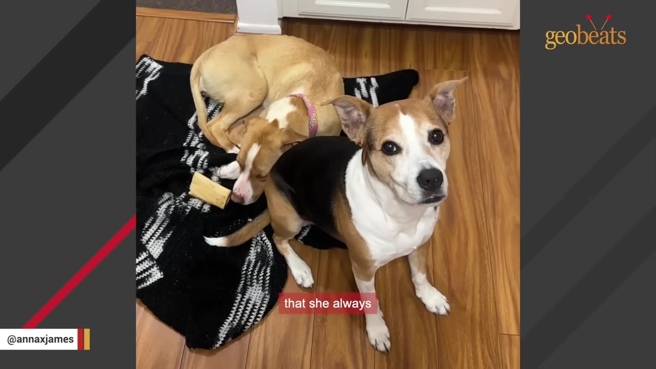A tan and white pit bull mix dog curls up on a black blanket next to a tricolor dog standing on a wooden floor.
