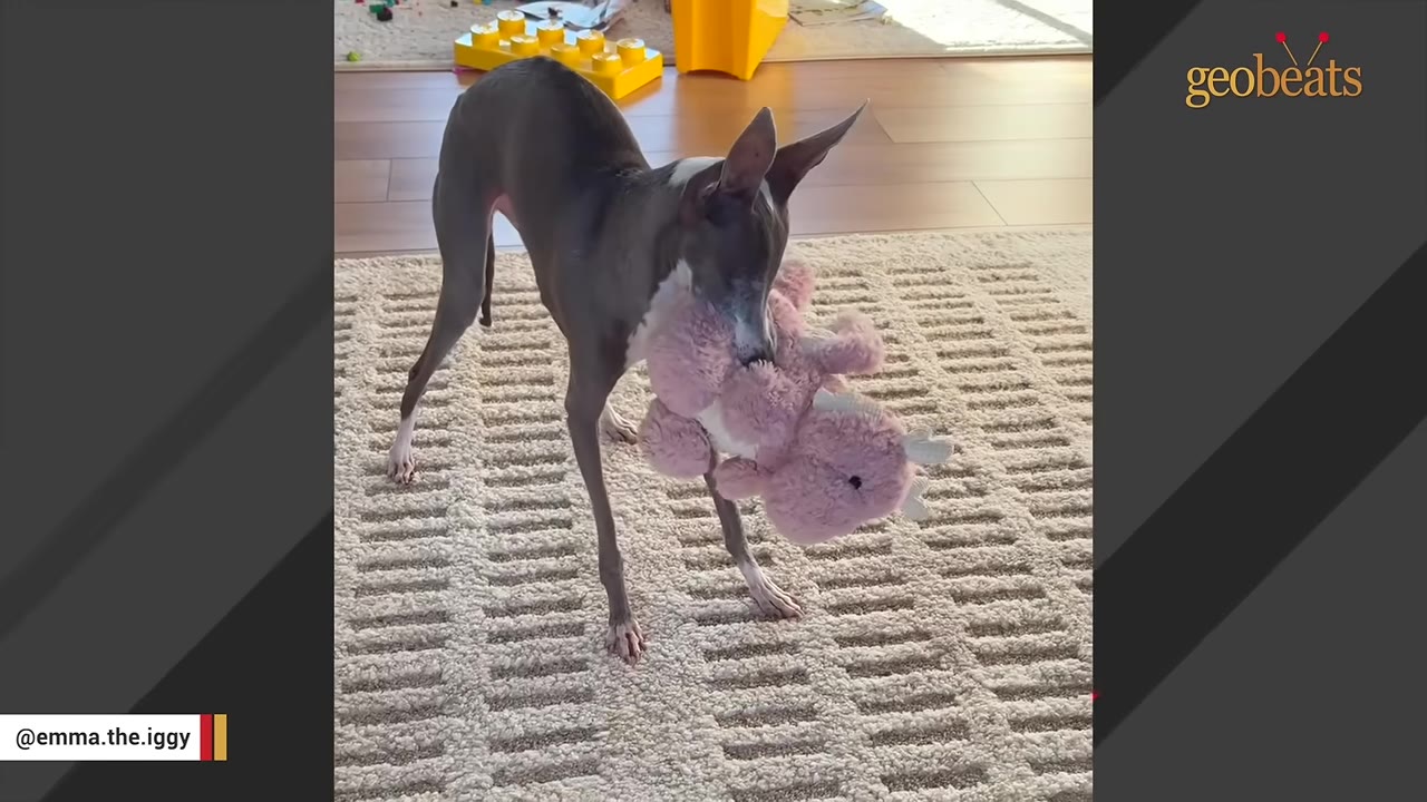 An Italian greyhound standing on a beige rug, holding a pink plush dragon toy in its mouth.